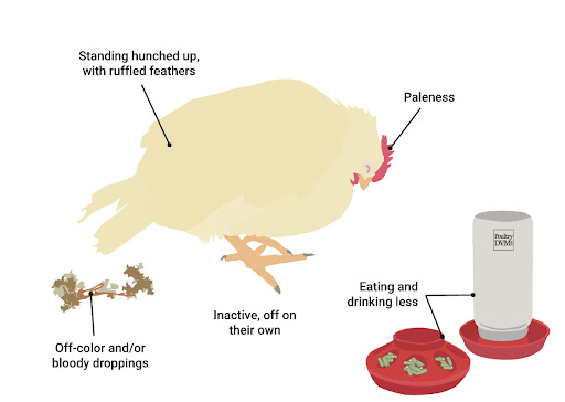 A betaína pode resistir à coccidiose de frango (saudável)