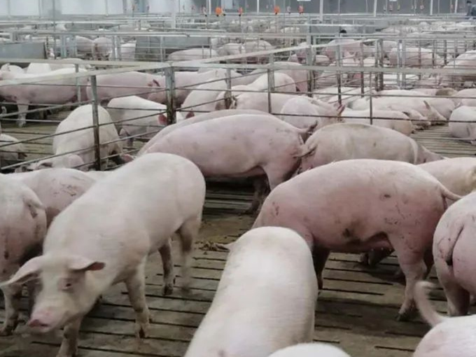 EFEITO BETAÍNA NA ALIMENTAÇÃO DE PORCOS