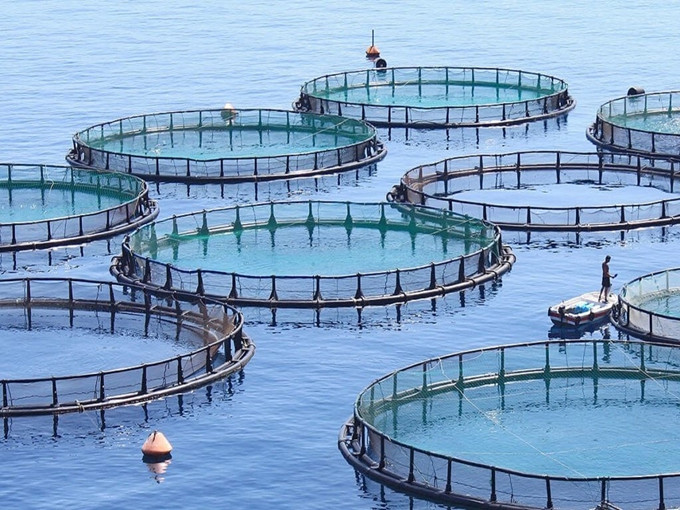 Aplicação de betaína em alimentos aquáticos (saudável)