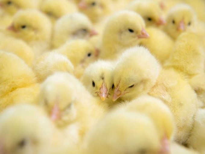 Efeitos anti-estresse da betaína em aves (saudável)