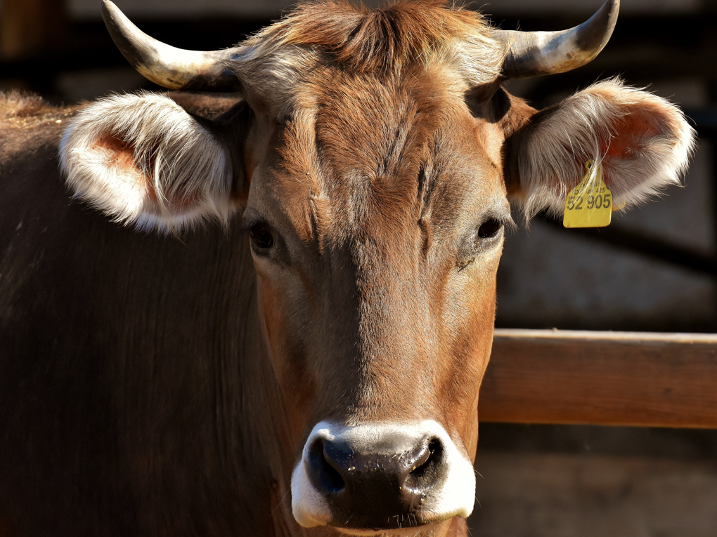 O papel da betaína na alimentação bovina