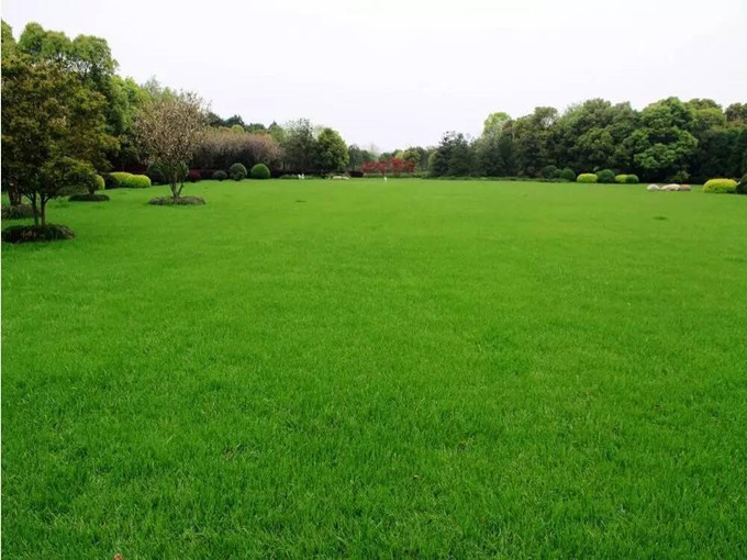 Aplicação de betaína na planta (saudável)