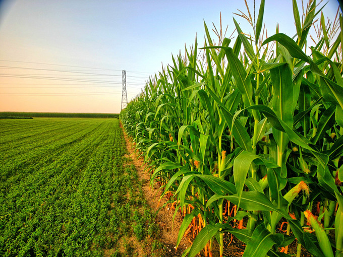 O mecanismo da betaína na agricultura (saudável)