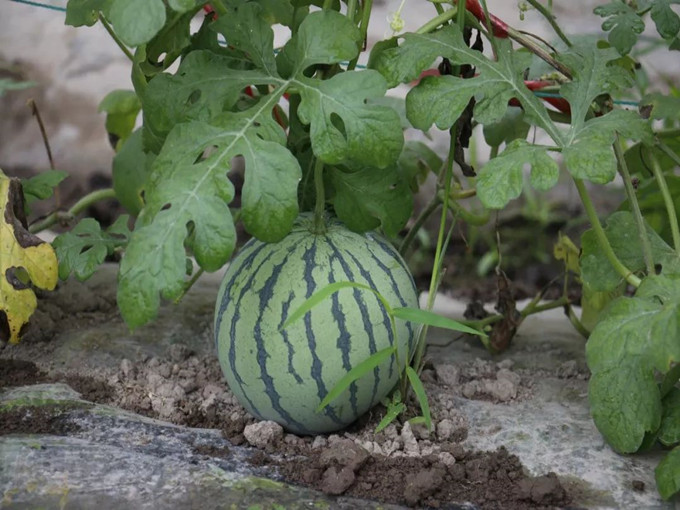Quais são as funções da betaína aplicada na agricultura? (Saudável)