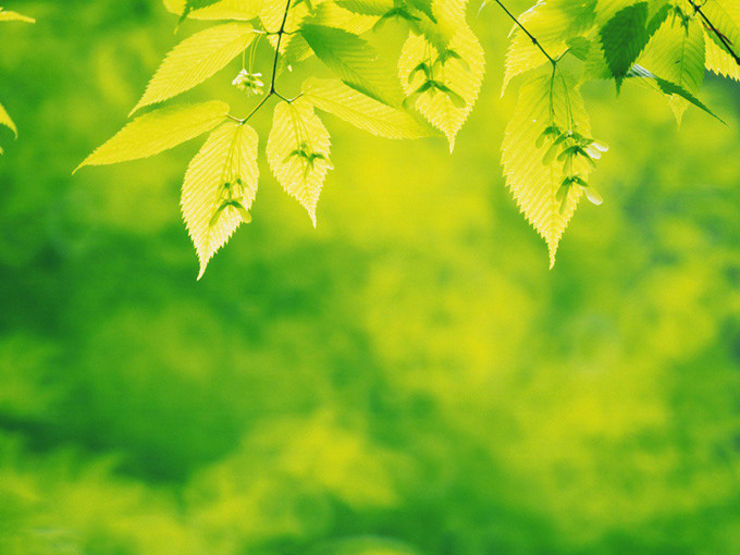 Efeito da betaína na resistência ao estresse de baixa temperatura em plantas (saudável)