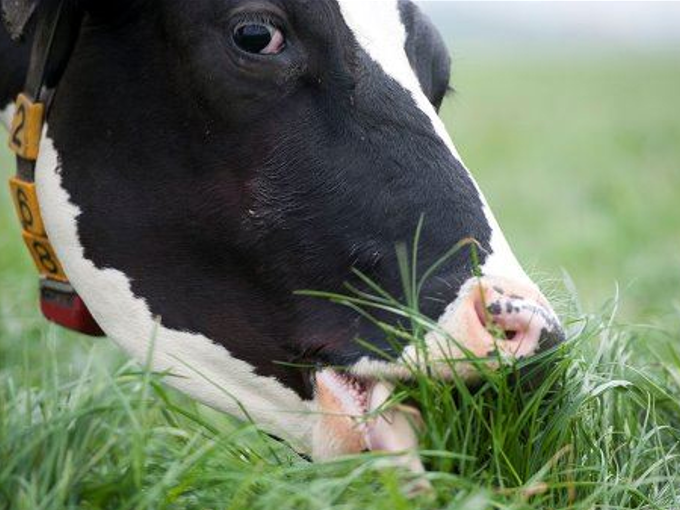 Espectroscopia de infravermelho próximo para medir melhor o conteúdo de nutrientes da erva (saudável)