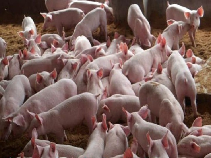O PORCO TEM BOM GOSTO O QUE ADICIONA BETAINE NA ALIMENTAÇÃO DIÁRIA?