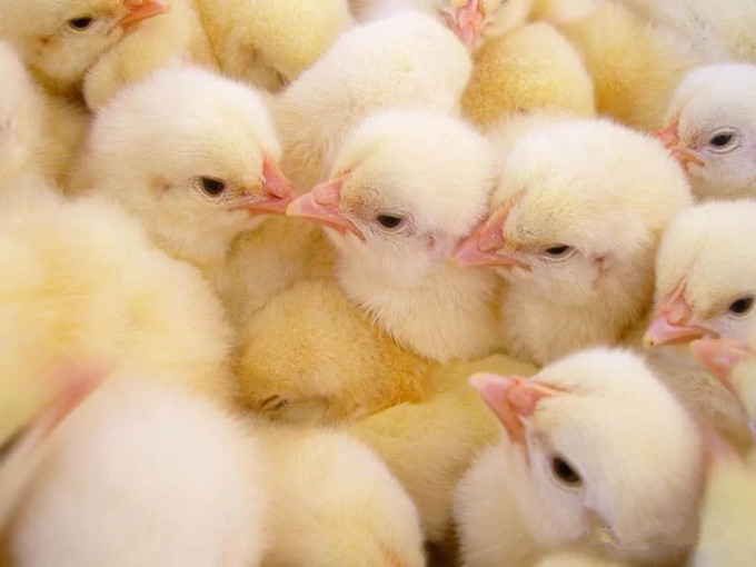 Eficácia da betaína na alimentação (saudável)