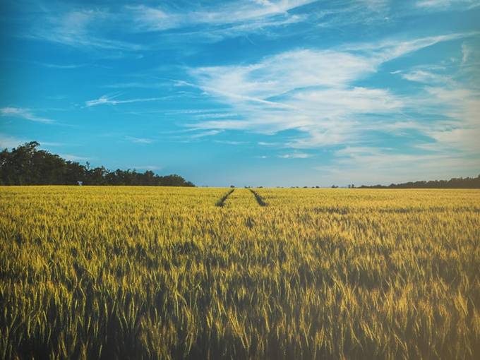 EFEITO DO LÍQUIDO BETAÍNA NA AGRICULTURA