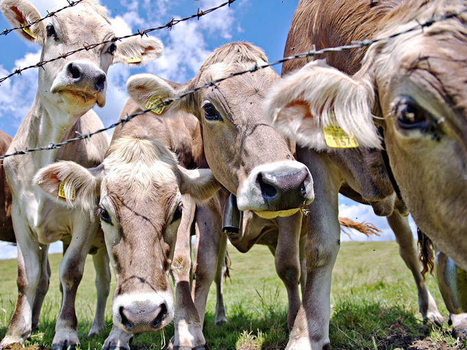 Efeitos da betaína no crescimento do gado de corte (saudável)