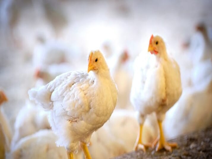 ALIMENTAÇÃO COM BETAÍNA PODE AJUDAR AS AVES A RESISTIR AO ESTRESSE