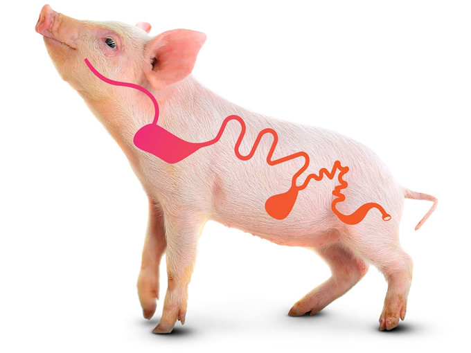 BETAÍNA COMO ADITIVO DE ALIMENTAÇÃO PARA MELHORAR A SAÚDE INTESTINAL