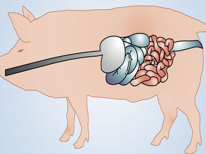Como a betaína é benéfica para o intestino do porco