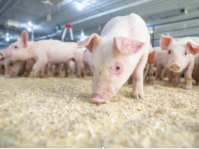 Como a betaína regula a gordura na alimentação （Saudável）