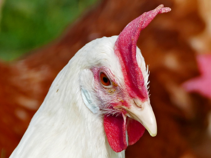 Mecanismo do metabolismo do metil pela betaína em aves (saudável)