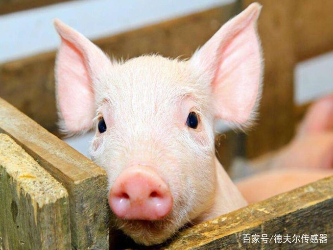 Efeitos nutricionais da betaína em animais