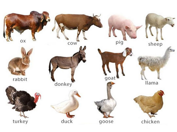 Betaína em criador de animais