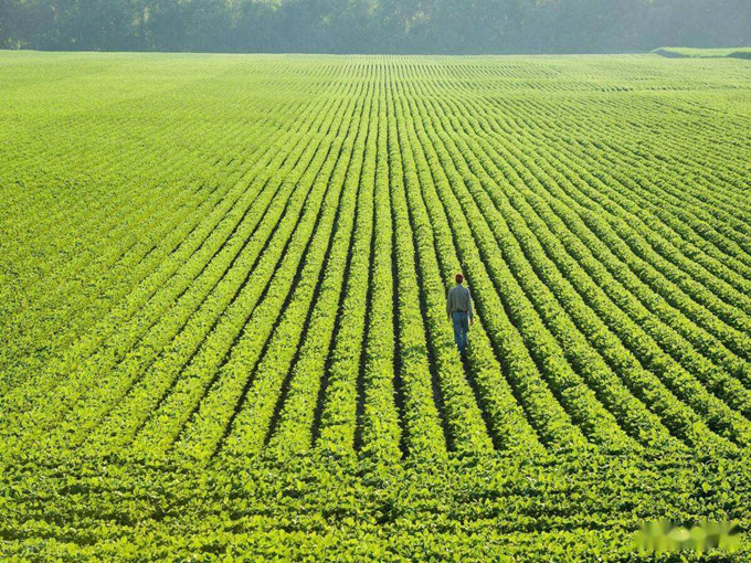 FUNÇÃO DA BETAÍNA NA AGRICULTURA