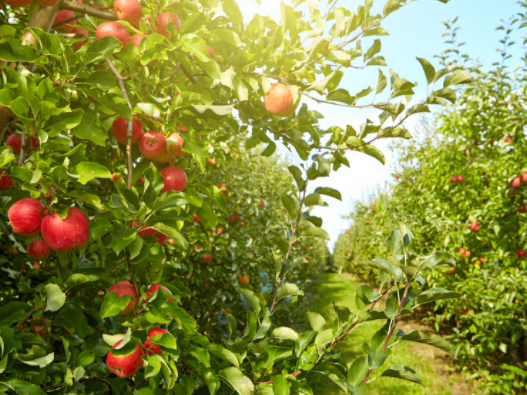 Glicina Betaína Como Antioxidante